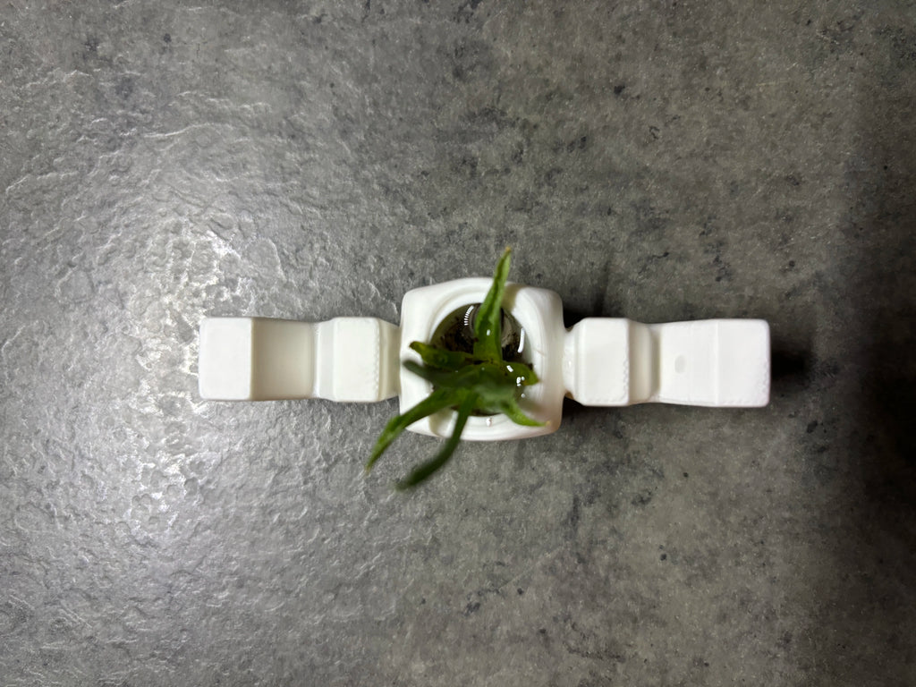 🌱 MomPlanter 3D | Suport Decorativ MOM cu Ghiveci Miniatural