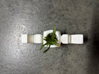 🌱 MomPlanter 3D | Suport Decorativ MOM cu Ghiveci Miniatural